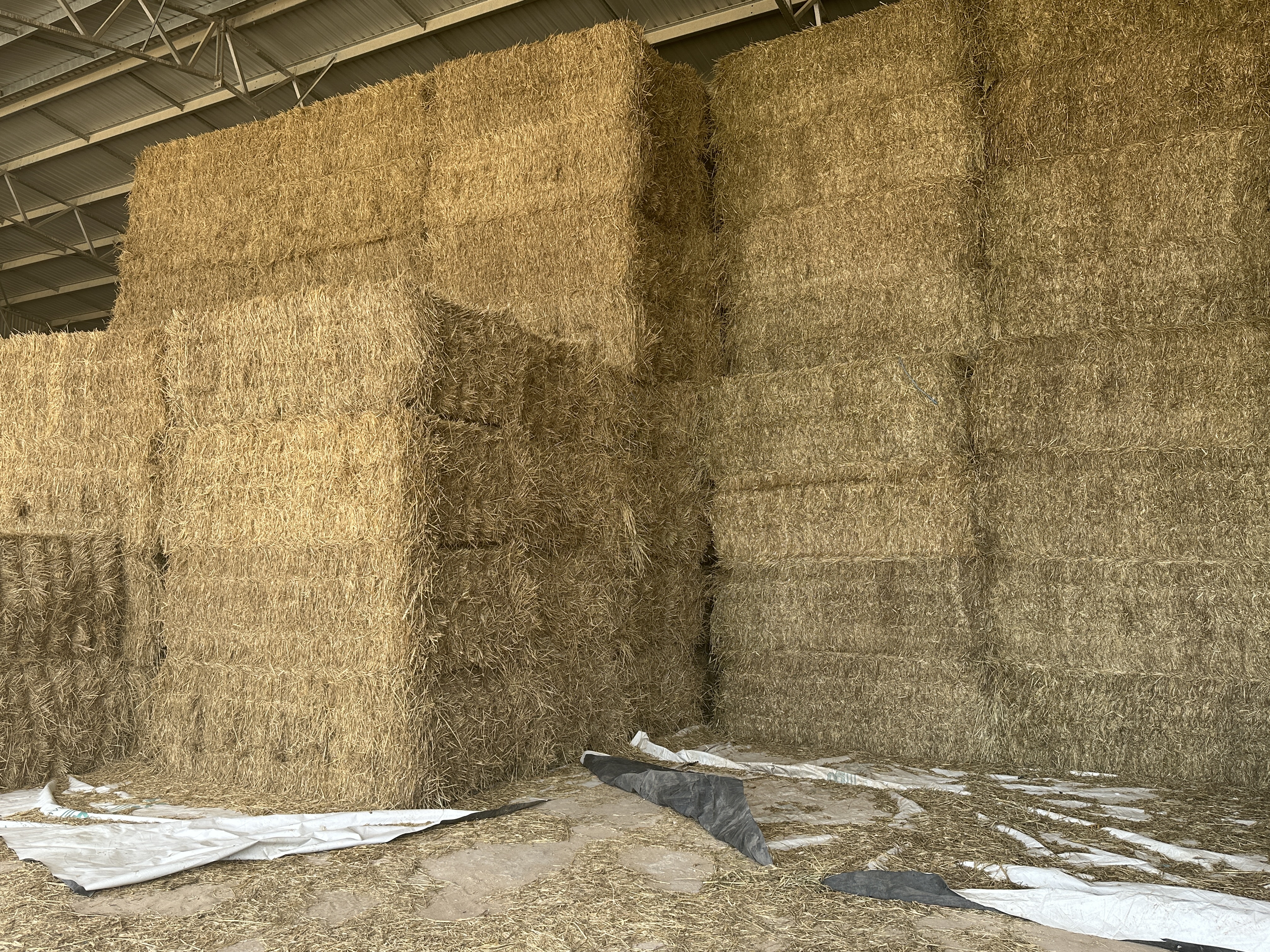 IMG 4433 Wheaten Hay 2025